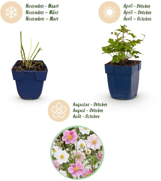 Groeicyclus van Anemone Tricolour planten in blauwe potten, met bloeiperiodes van november tot oktober.