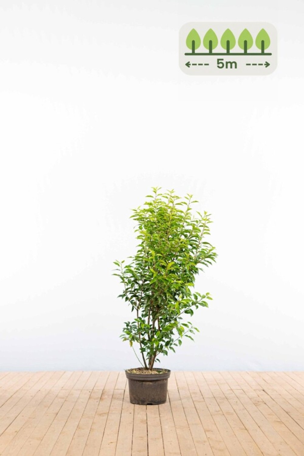 Portugese laurier 100-125 cm voor 5 meter - 13st. Prunus lusitanica 'Angustifolia'
