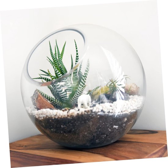 6 Stuks Sappige Vazen Terrarium Middelpunt Middelpunten Terrarium Vazen Sappig Bolterrarium Weergave Duidelijke Ornamenten Hydrocultuur Planter Terrarium Tank Terranium Glas — afbeelding 2