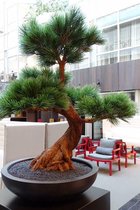 Kunststof Bonsai Pinus 80 cm UV