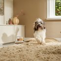 Een hond rent op een beige kleed, met twee zakjes SPARK bone broth op de achtergrond.