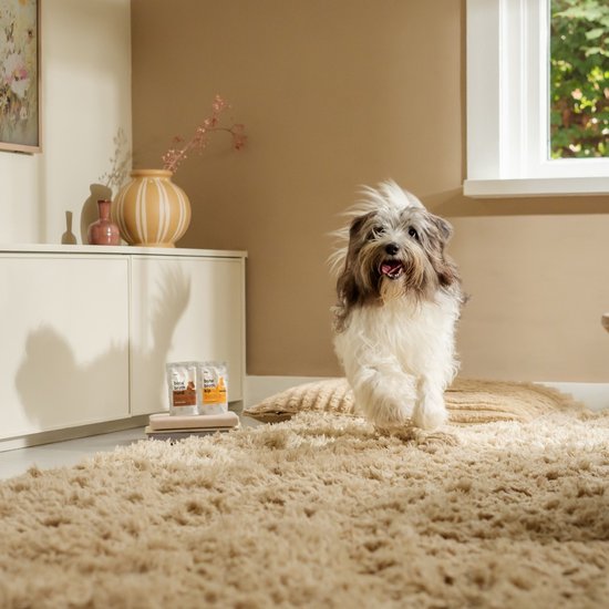 Een hond rent op een beige kleed, met twee zakjes SPARK bone broth op de achtergrond.