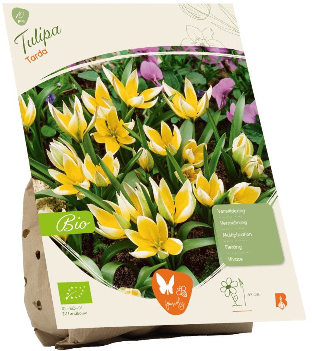 Tulipa Tarda BIO 10 stuks bloembollen Baltus