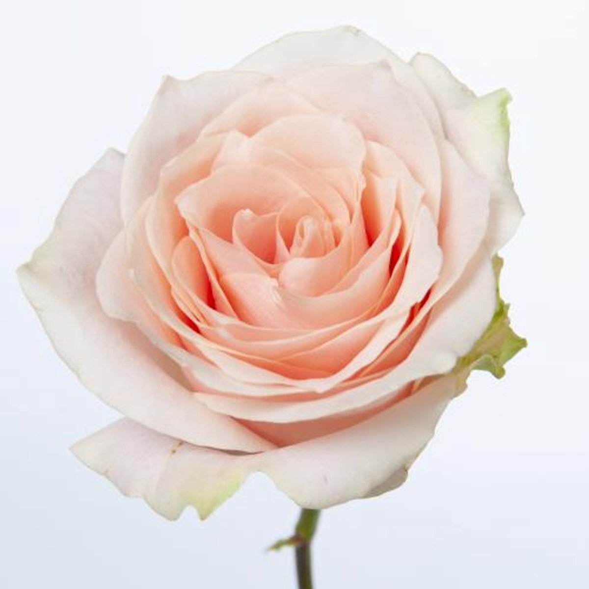 20x Rosa harmony in peach 40cm