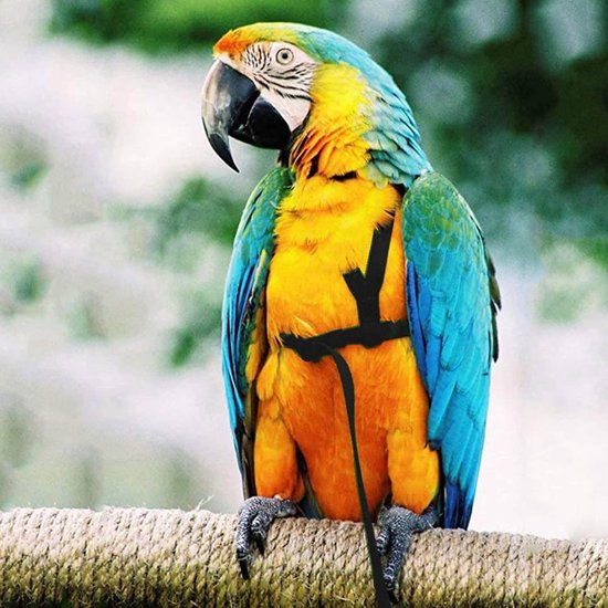 Vogelharnas en Riem, Verstelbare Papegaai Buiten Vliegend Trainingstouw voor Grote Middelgrote Vogels Ara Grasparkiet Kaketoe Afrikaans Grijs — afbeelding 2