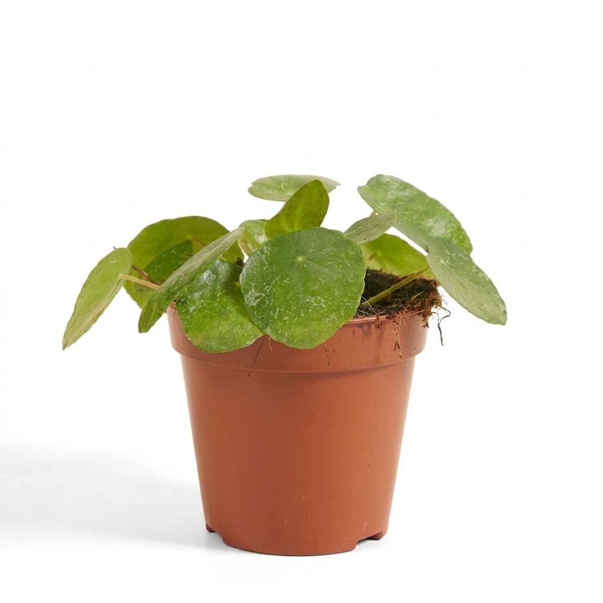 Bloomique - Pilea Peperomioides Sugar - Pannenkoekenplant - Kamerplanten - Gemakkelijk te verzorgen - 10-20 cm hoog - 12 cm pot