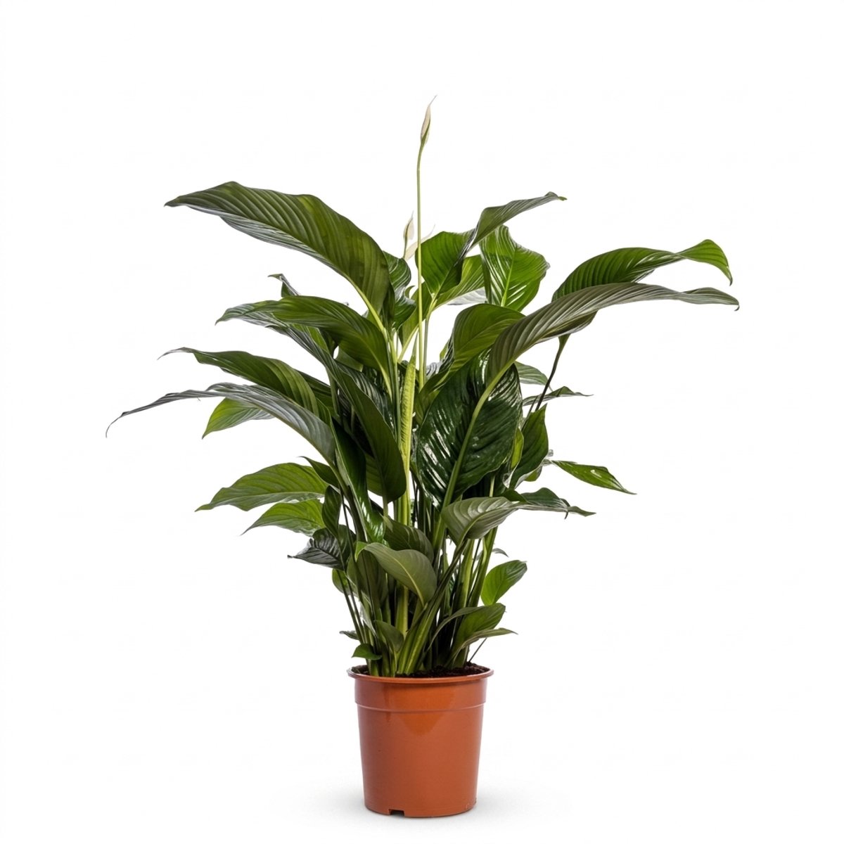 Bloomique - Spathiphyllum Sweet Lauretta - Vredeslelie - Lepelplant - Kamerplanten - Luchtzuiverend - 90-110 cm hoog - Pot 24 cm