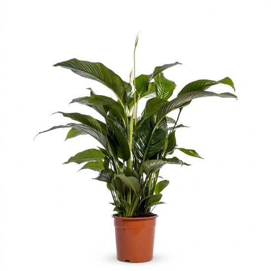 Bloomique - Spathiphyllum Sweet Lauretta - Vredeslelie - Lepelplant - Kamerplanten - Luchtzuiverend - 90-110 cm hoog - Pot 24 cm