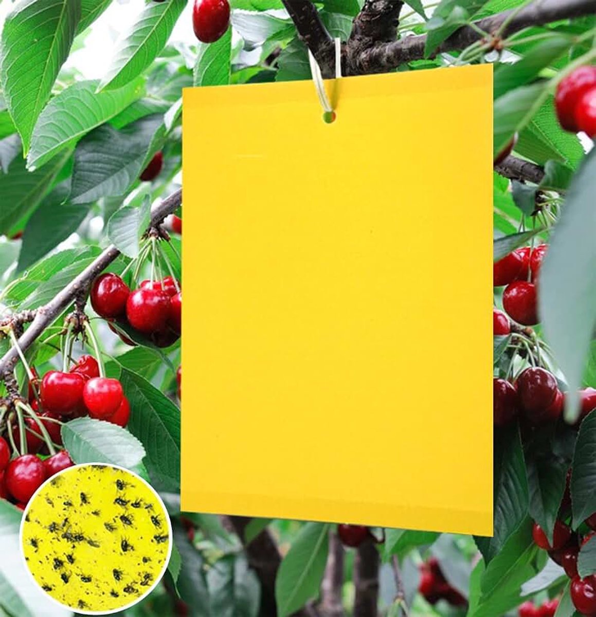 Val, plakkerige insectenval, kersenmadenval, gele borden, gele stickers, gele plakkerige papieren voor witte vliegen, bladluizen, bladeren, mijnman, andere insecten