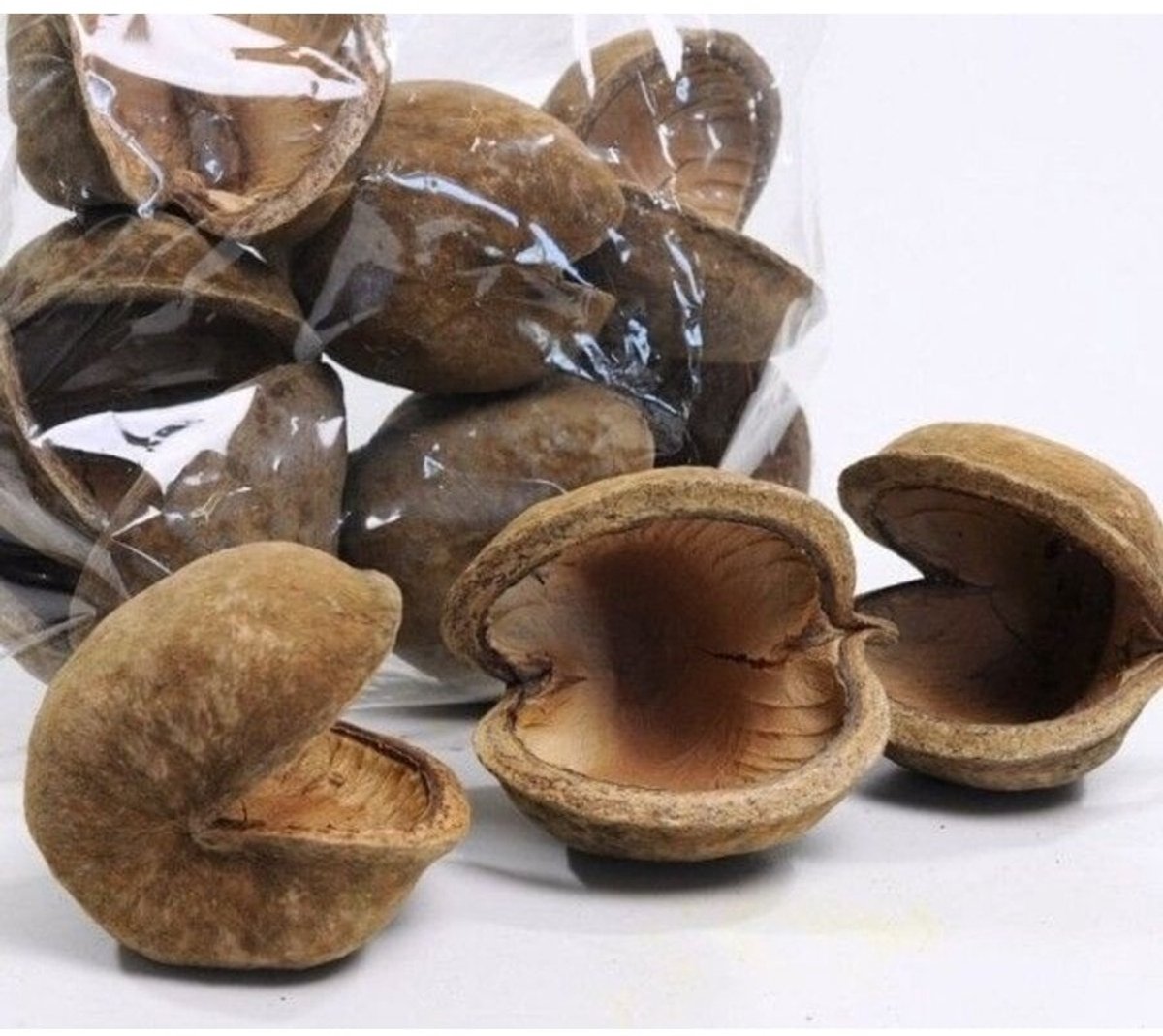 CeramicNature Buddha Pod natuurlijke schuilplaats M en XL voor aquarium en terrarium XL 14-17 cm