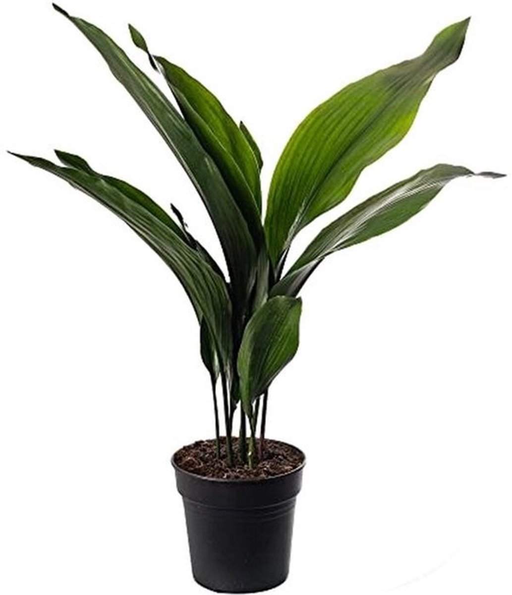 Exotische Aspidistra Elatior - Grappige Binnenplant voor Uitstekende Verzorging