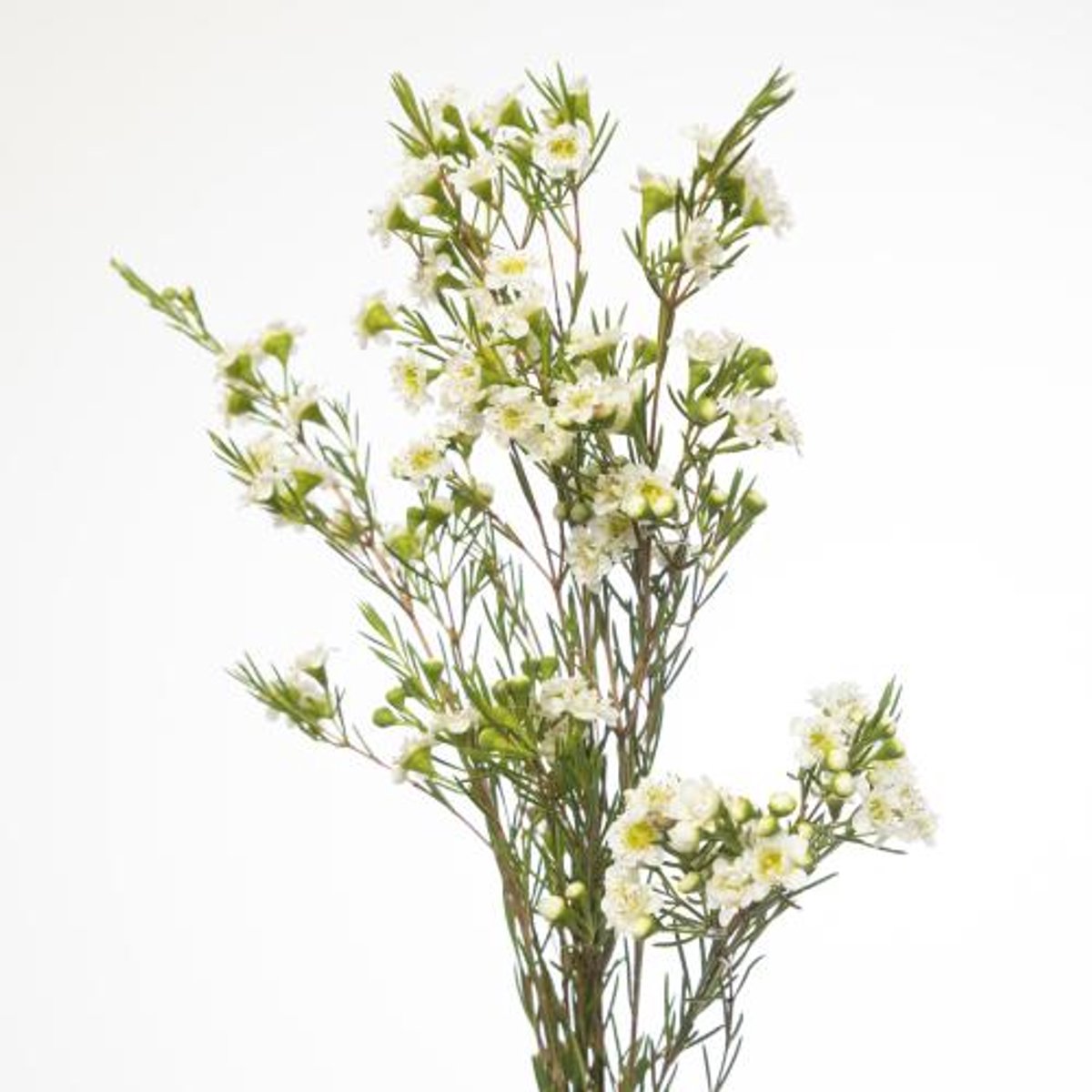 25x Cham.dancing queen white 70cm