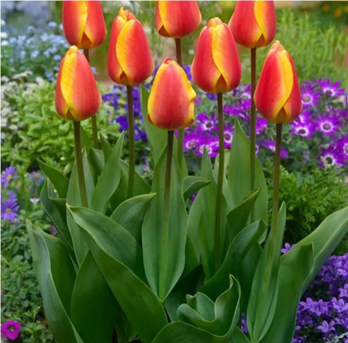 Bloembol Tulp Apeldoorns Elite 20 stuks