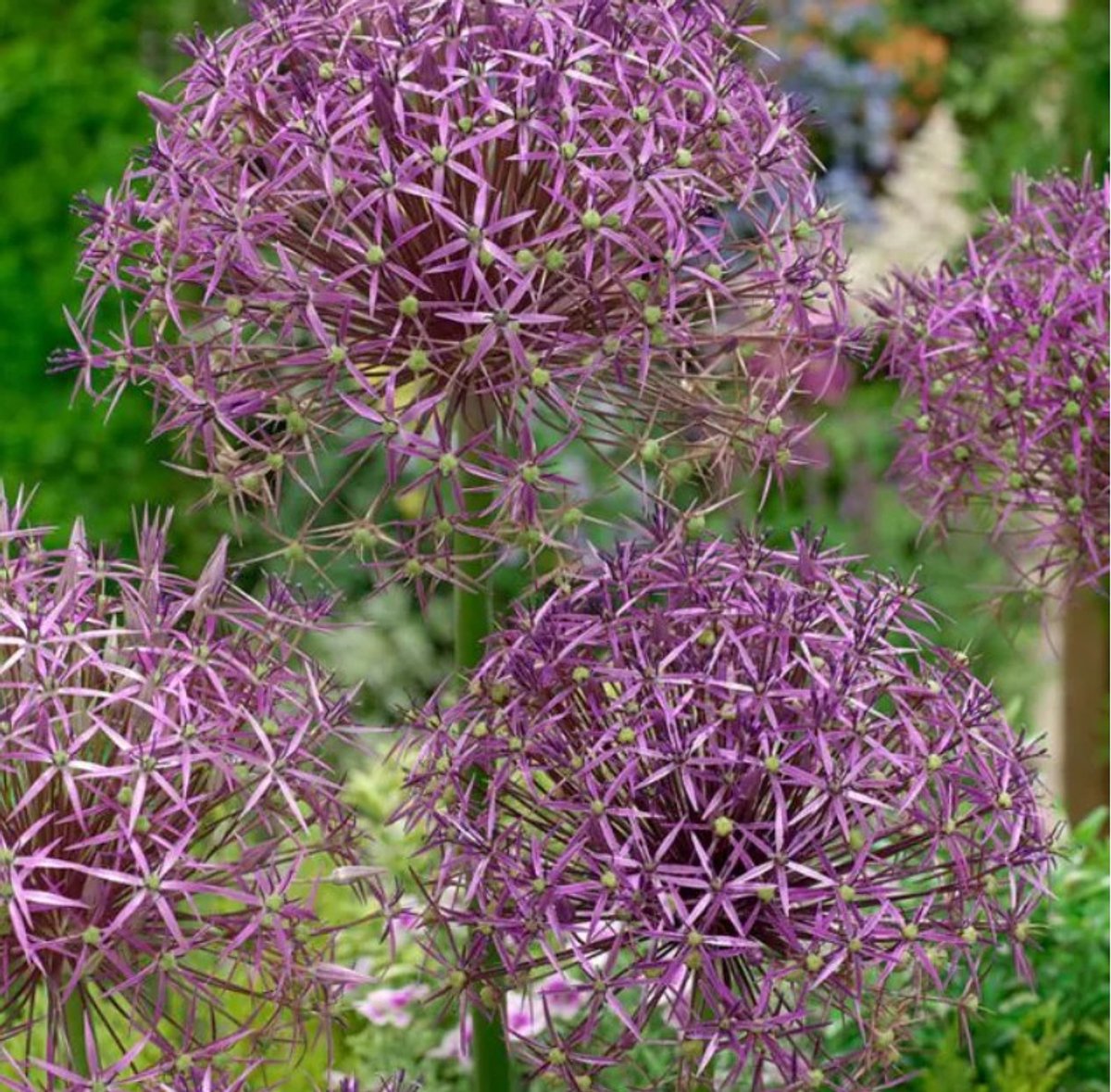 Bloembollen Allium Christophii 20 stuks