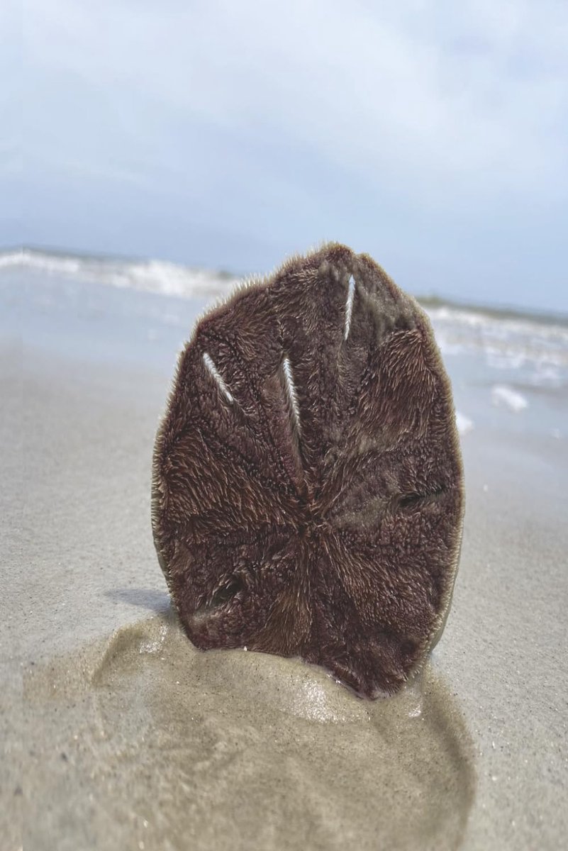 Let the Sea Set You Free: Coastal Sand Dollar Lined Notebook for Journaling, Writing, Notes, and Daily Reflections - ShopVlot
