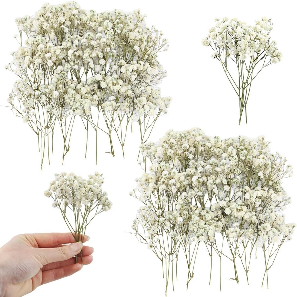 100 Stuks Gedroogde Gypsophila met Groene Steel en Witte Bloem voor Huwelijksdecoraties en Kunstprojecten, Perfect voor Resin Crafts
