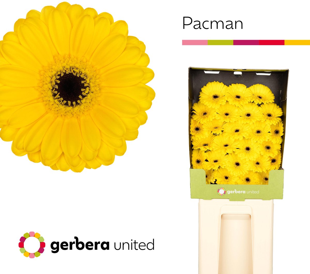 25x Germ.pacman 70cm
