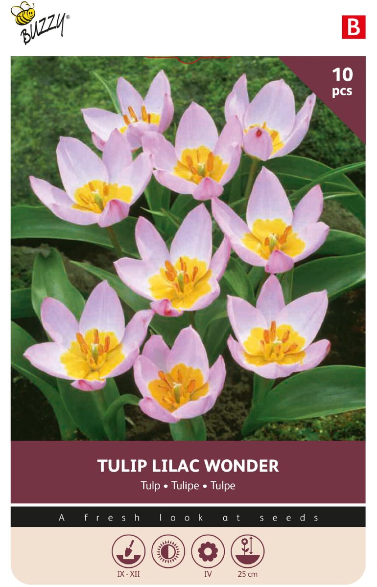 Buzzy Bloembollen Tulp Lilac Wonder 10st