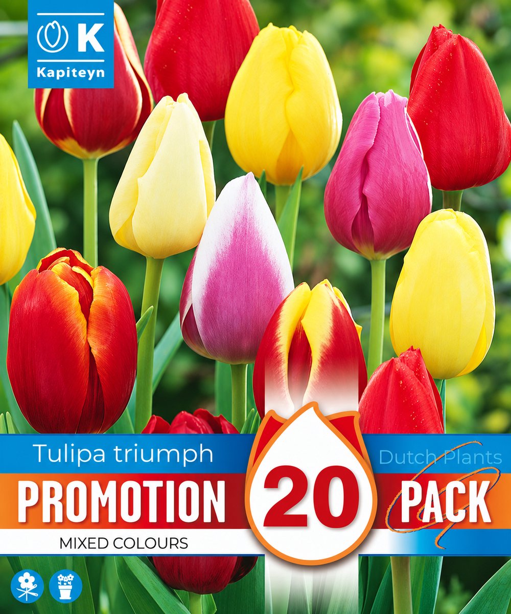 Tulpenbollen Triumph Mixed Colours – 20 stuks – Gemengde Kleuren – Voorjaarsbloeier