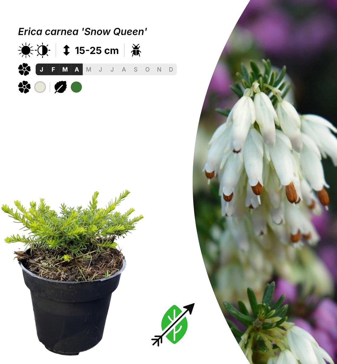 Singleplants - 20x Erica carnea 'Snow Queen' - Pot P9,5 - bodembedekker - winterhard tot -30°C
