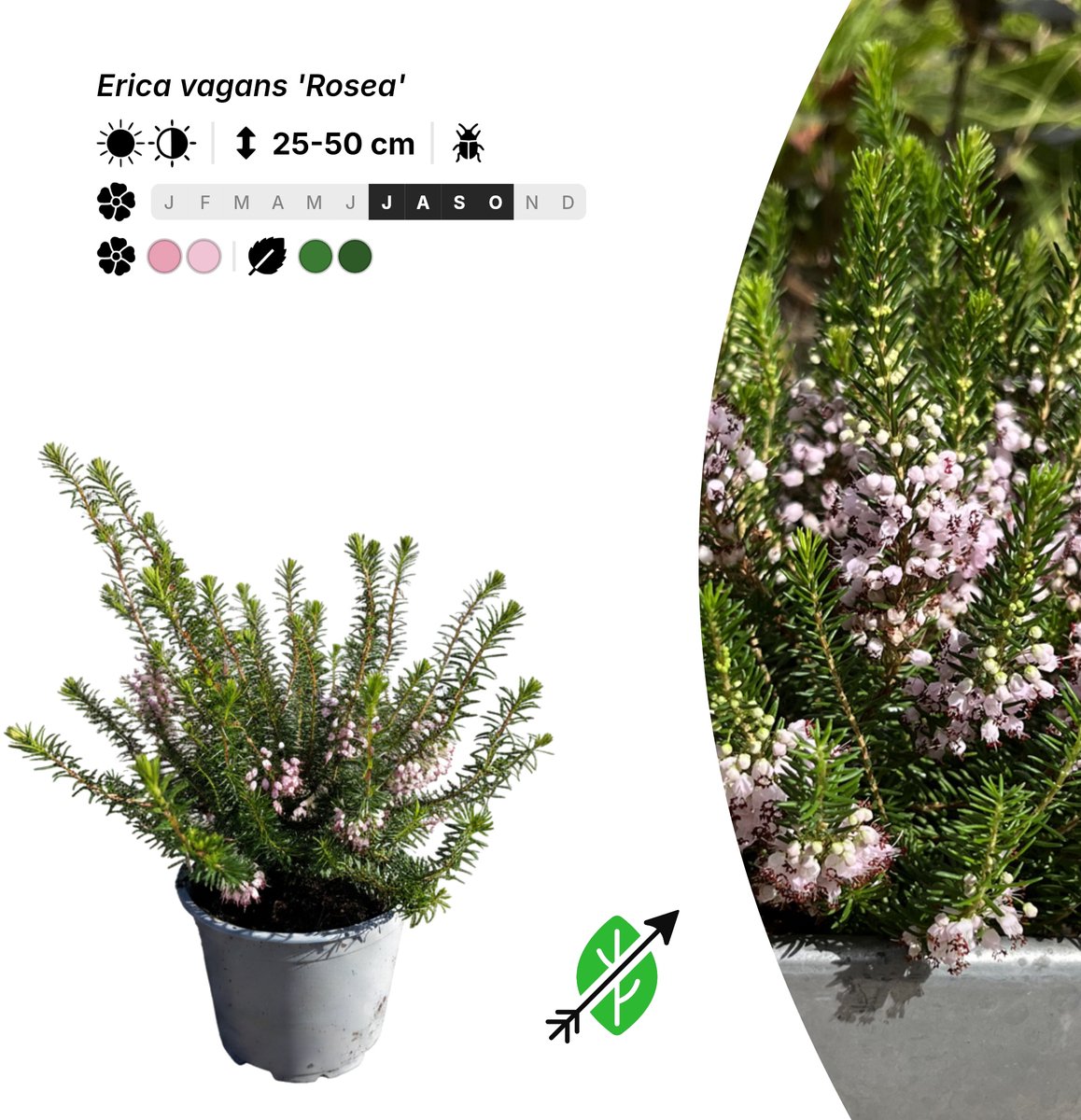 Singleplants - 6x Erica vagans 'Rosea' - Pot P10,5 - bodembedekker - in bloeiperiode
