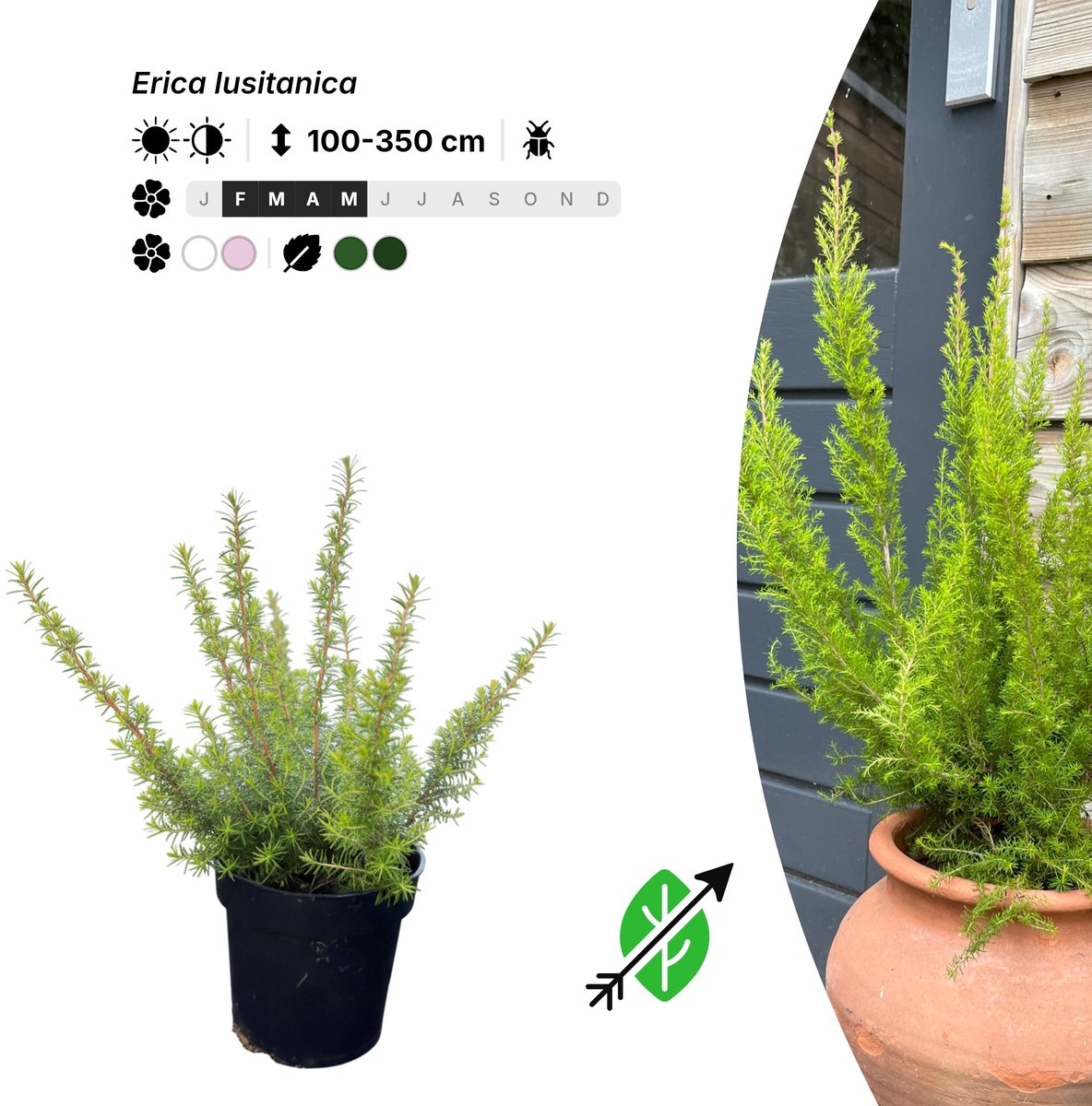 Singleplants - 20x Erica lusitanica - Pot P9,5 - winterhard tot -12°C
