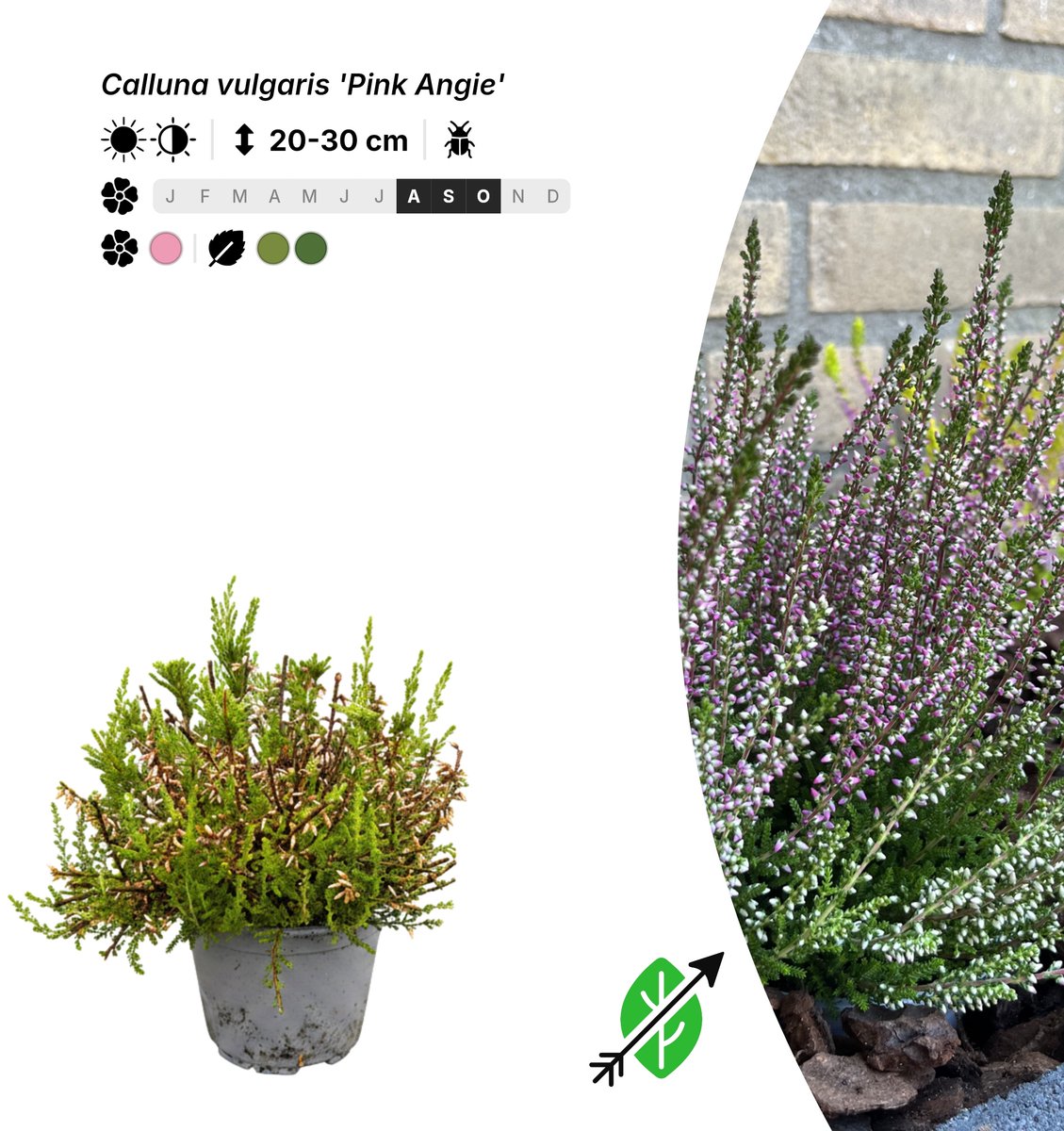 Singleplants - 6x Calluna vulgaris 'Pink Angie' - Pot P10,5 - bodembedekker - in bloeiperiode