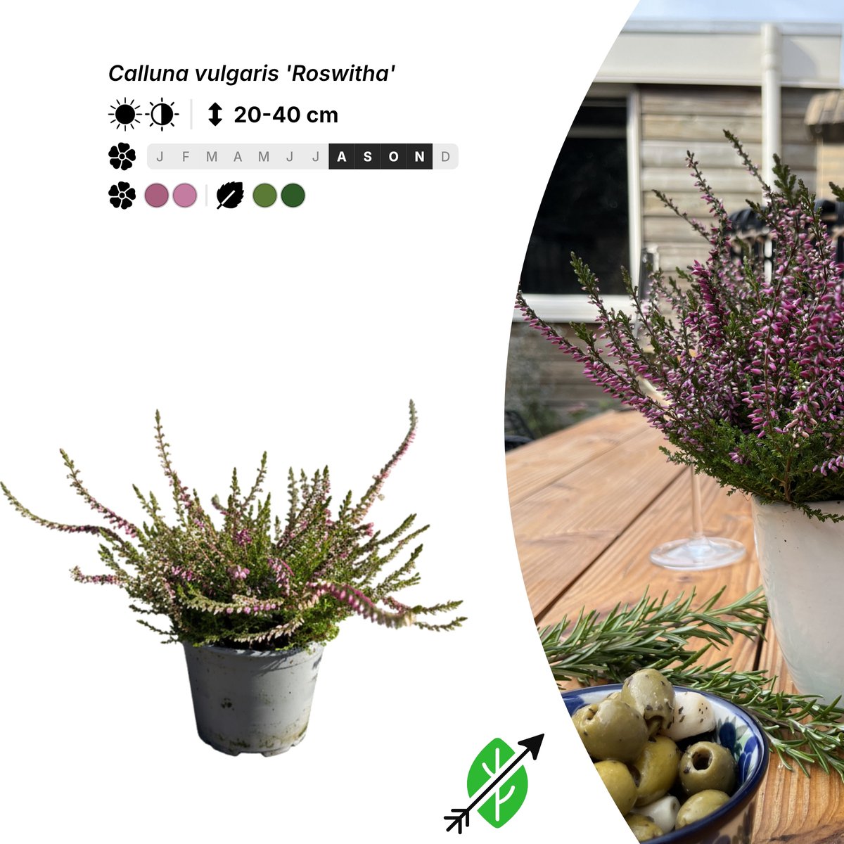 Singleplants - 20x Calluna vulgaris 'Roswitha' - Pot P10,5 - bodembedekker - in bloeiperiode