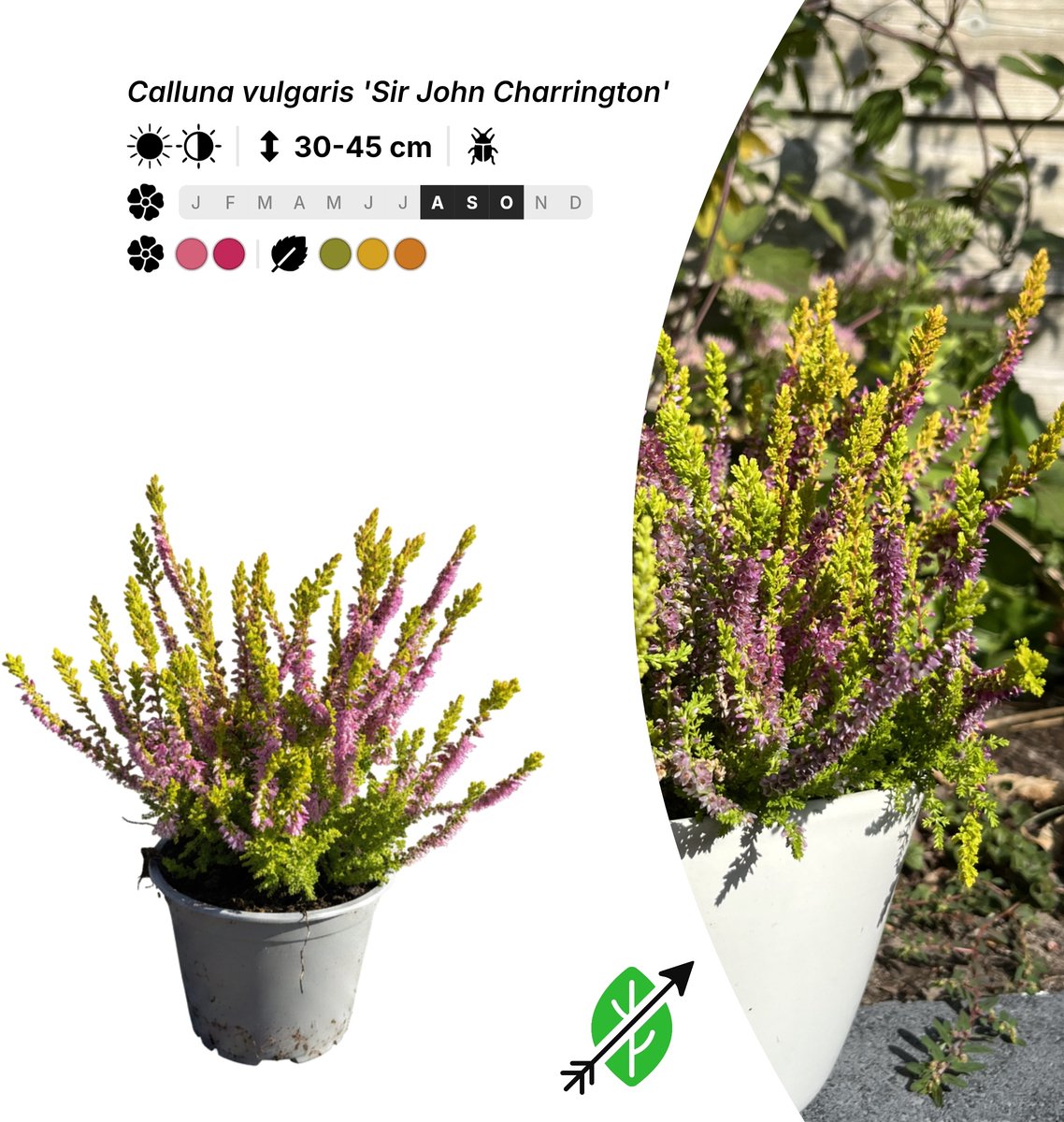Singleplants - 6x Calluna vulgaris 'Sir John Charrington' - Pot P10,5 - bodembedekker - in bloeiperiode
