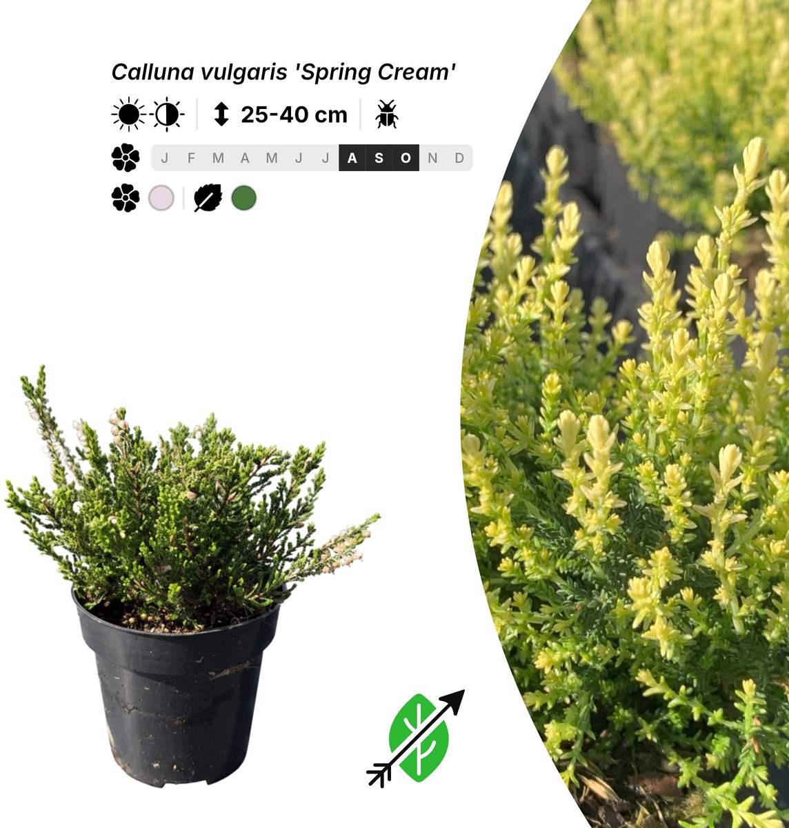 Singleplants - 10x Calluna vulgaris 'Spring Cream' - Pot P9,5 - bodembedekker - in bloeiperiode