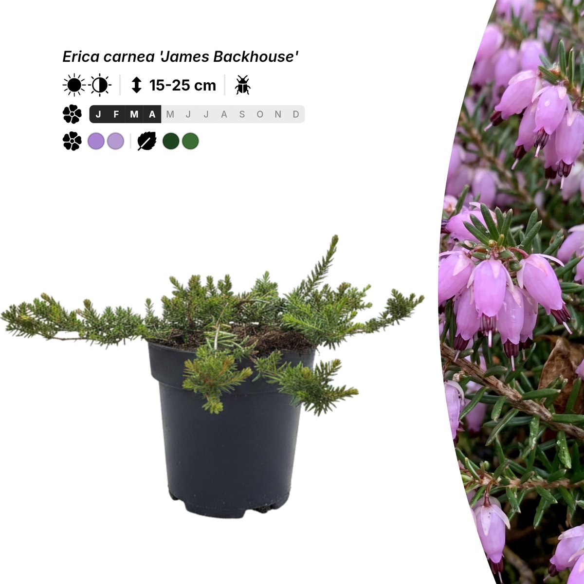 Singleplants - 10x Erica carnea 'James Backhouse' - Pot P9,5 - bodembedekker - winterhard tot -35°C
