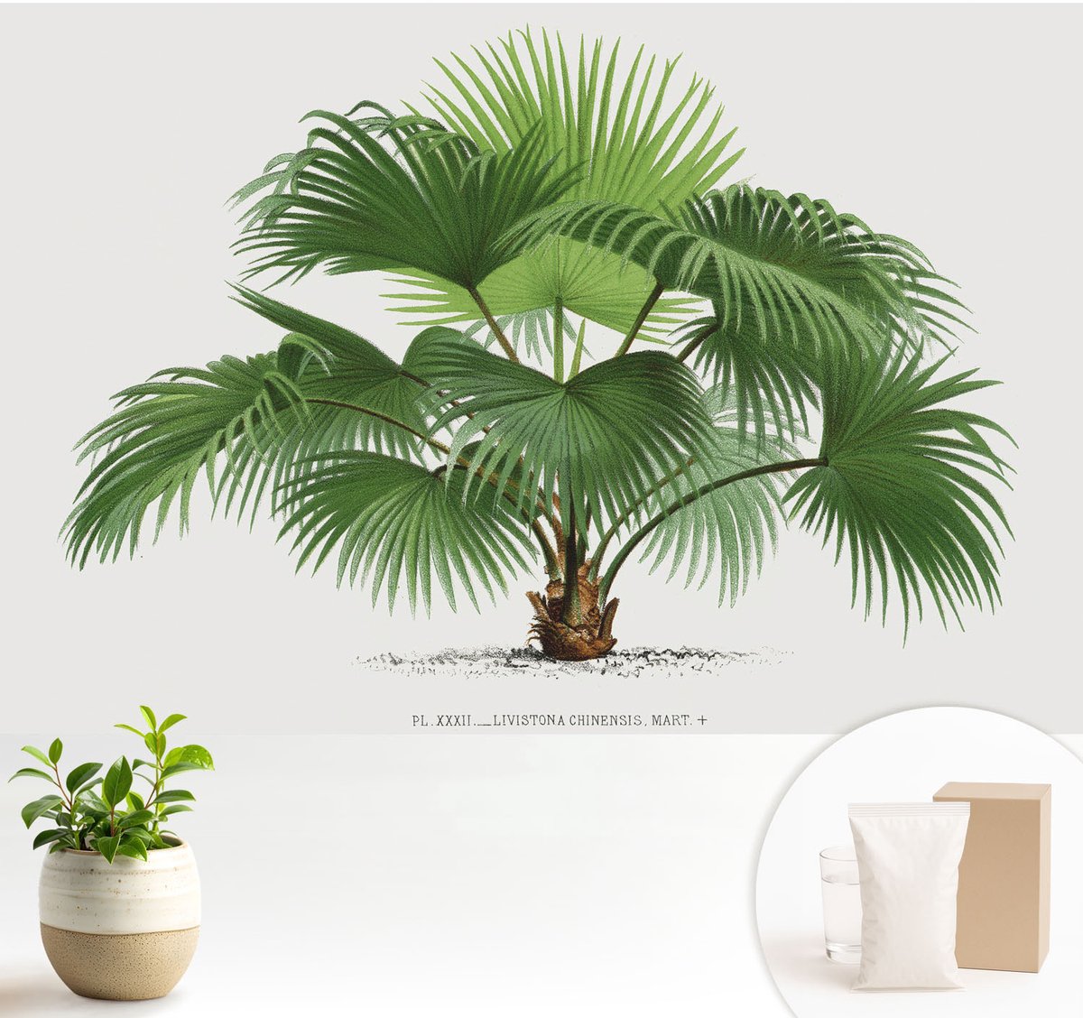 Wallfluent Fotobehang - Groente Vliesbehang - 104x70 cm - Exotische Palmboom Fotobehang Vlies - Woonkamer behang Bloemen En Planten - Muurschildering - Woonkamer behang