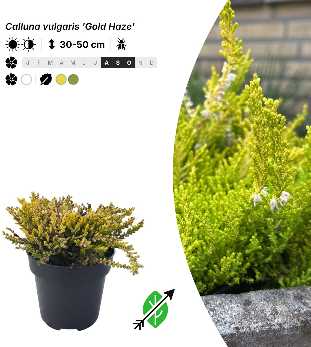 Singleplants - 10x Calluna vulgaris 'Gold Haze' - Pot P9,5 - bodembedekker - in bloeiperiode