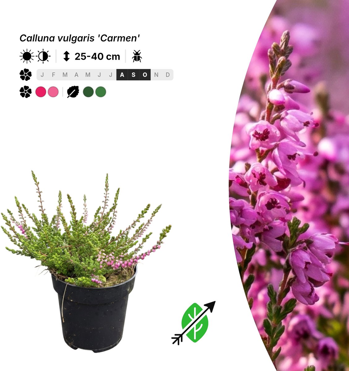 Singleplants - 20x Calluna vulgaris 'Carmen' - Pot P9,5 - bodembedekker - in bloeiperiode