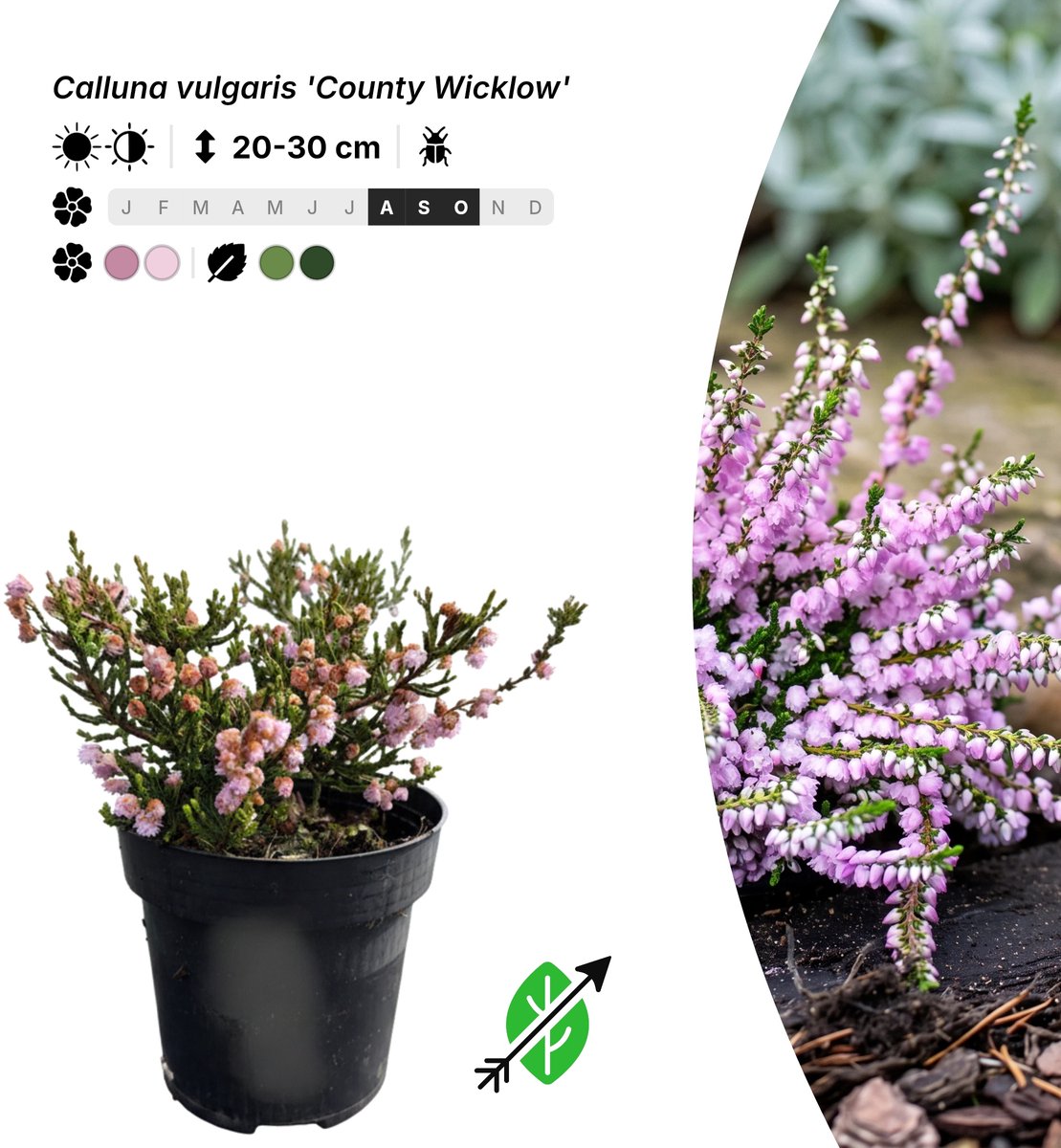 Singleplants - 20x Calluna vulgaris 'County Wicklow' - Pot P9,5 - bodembedekker - in bloeiperiode