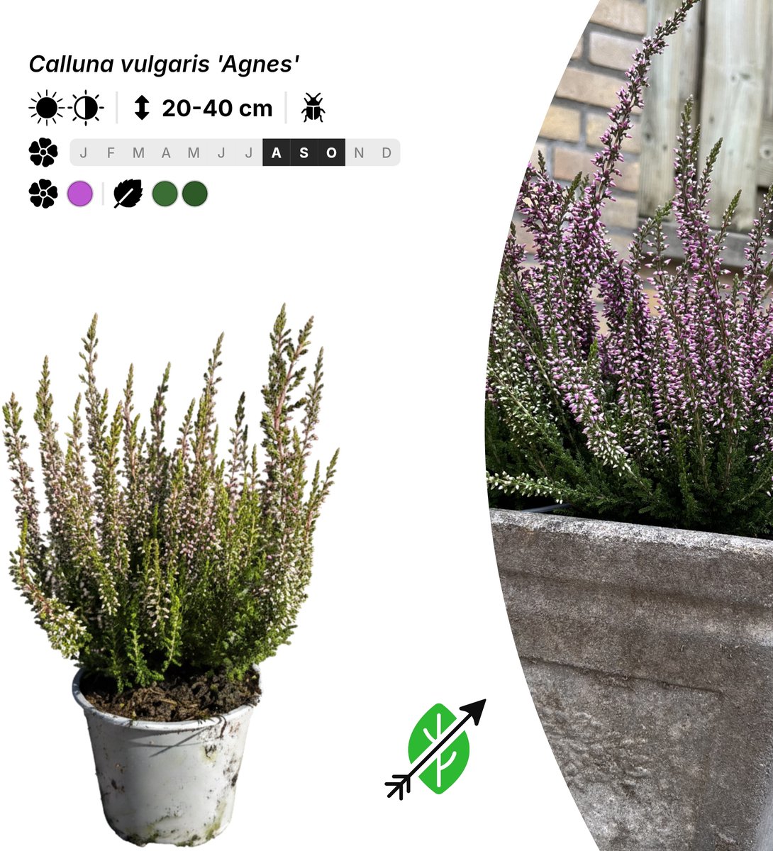 Singleplants - 6x Calluna vulgaris 'Agnes' - Pot P10,5 - bodembedekker - in bloeiperiode