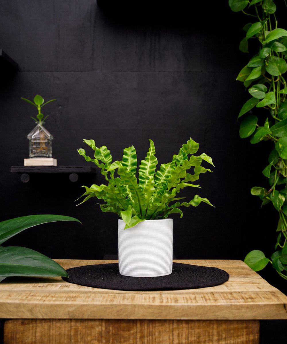 Crispy Wave | 30cm | met witte keramieken pot