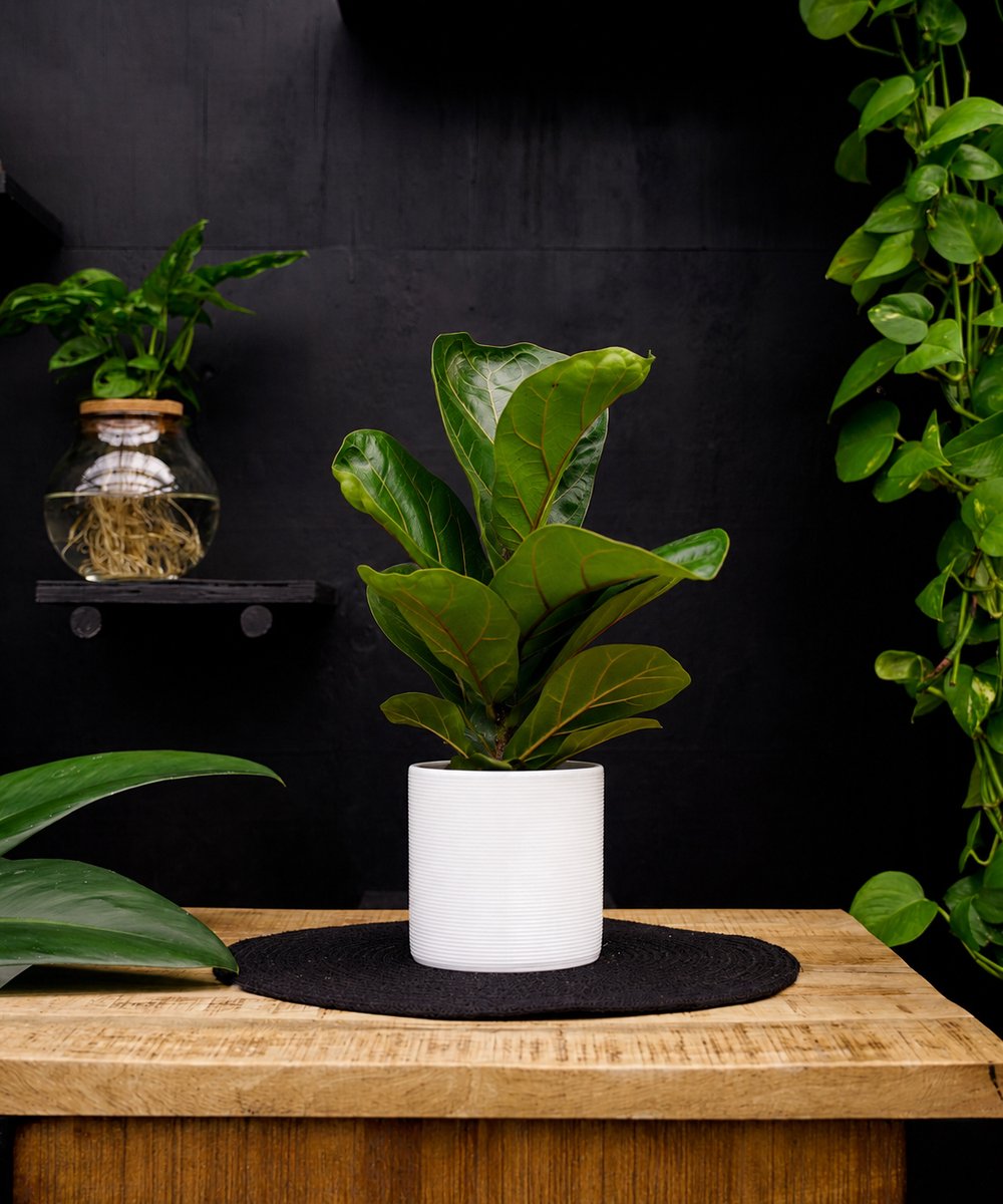Ficus Lyrata Bambino | 30cm | met witte keramieken pot