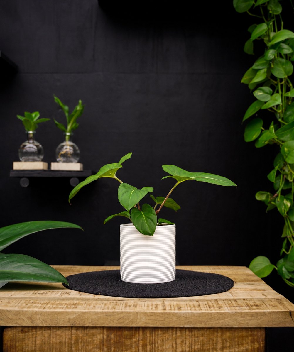 Adelonema Crinipes | 30cm | met witte keramieken pot