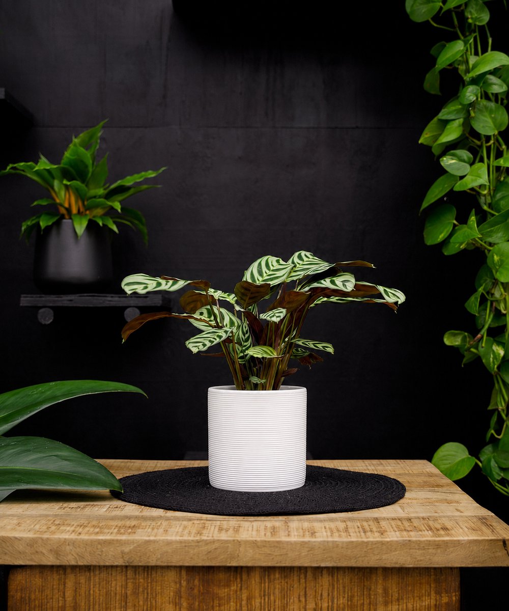 Ctenante Burle Marxii | 30cm | met witte keramieken pot