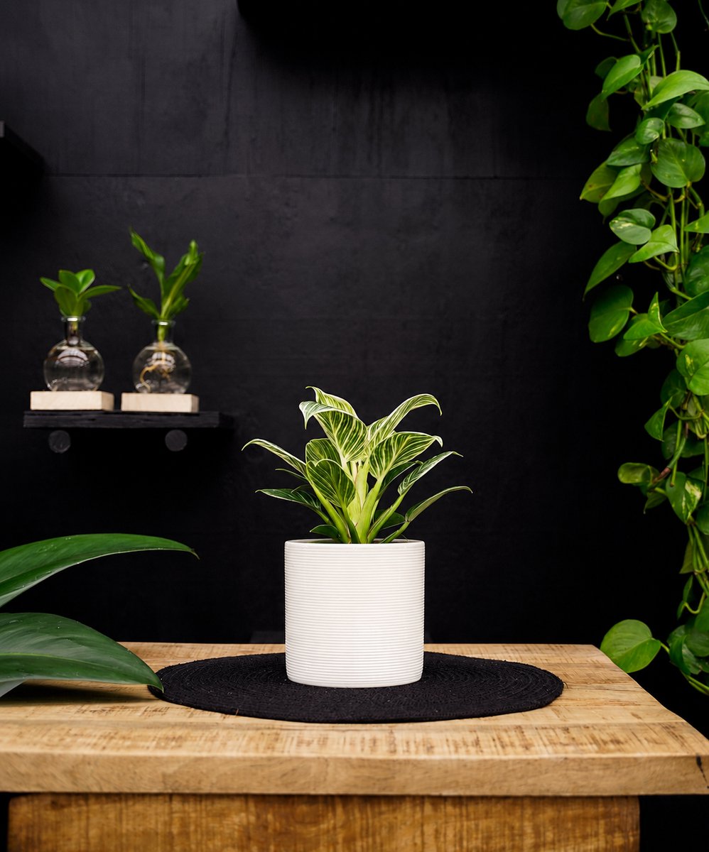 Philodendron White Wave | 30cm | met witte keramieken pot
