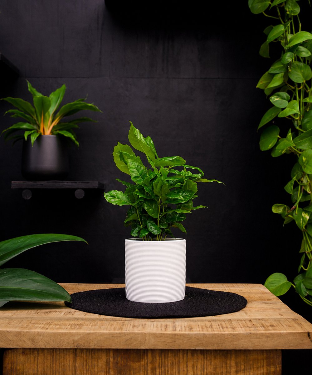 Coffea Arabica | 30cm | met witte keramieken pot