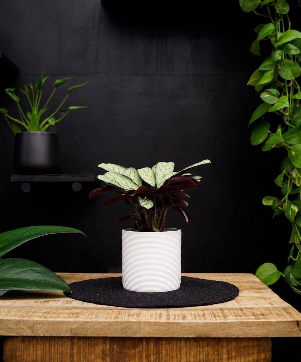 Ctenante Amagris | 30cm | met witte keramieken pot