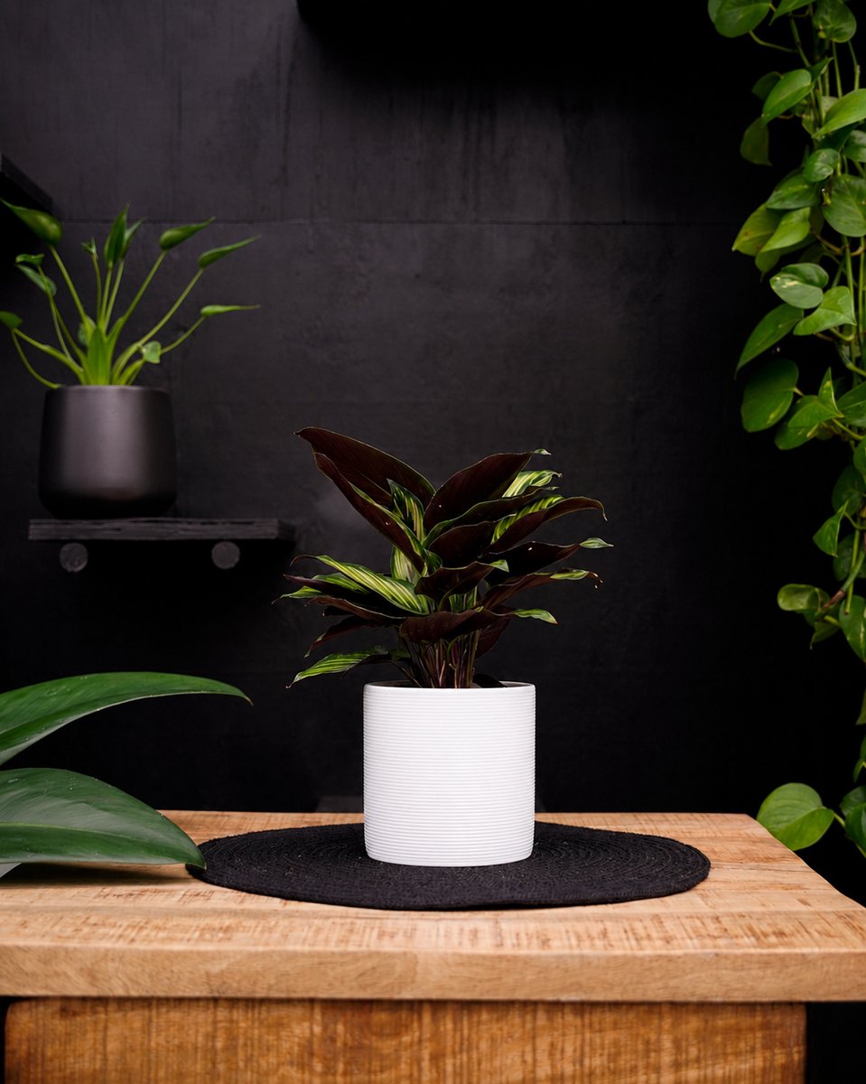 Calathea Beauty Star | 30cm | met witte keramieken pot