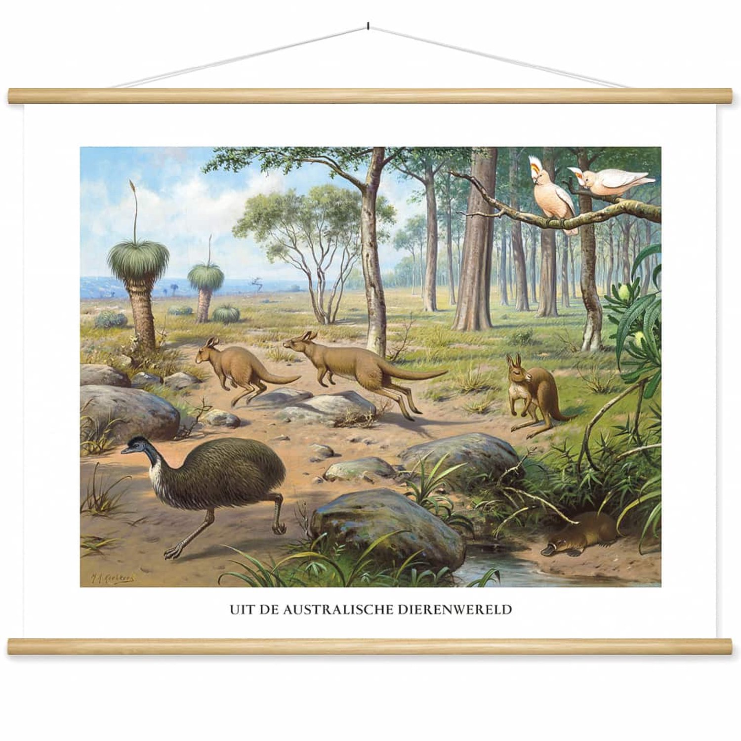 wallchart unlimited Schoolplaat 'Uit de Australische dierenwereld' van M.A. Koekkoek wit
