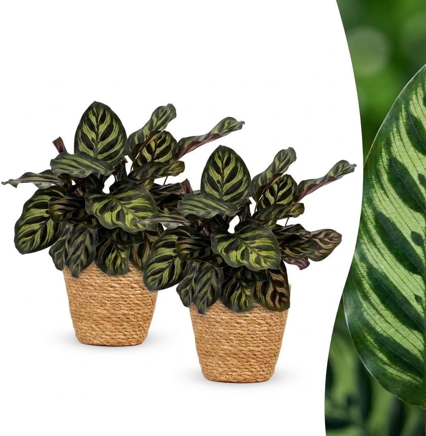 Makoyana - Pauwenplant - 2 Planten - met Mand - 25cm - Ø12cm