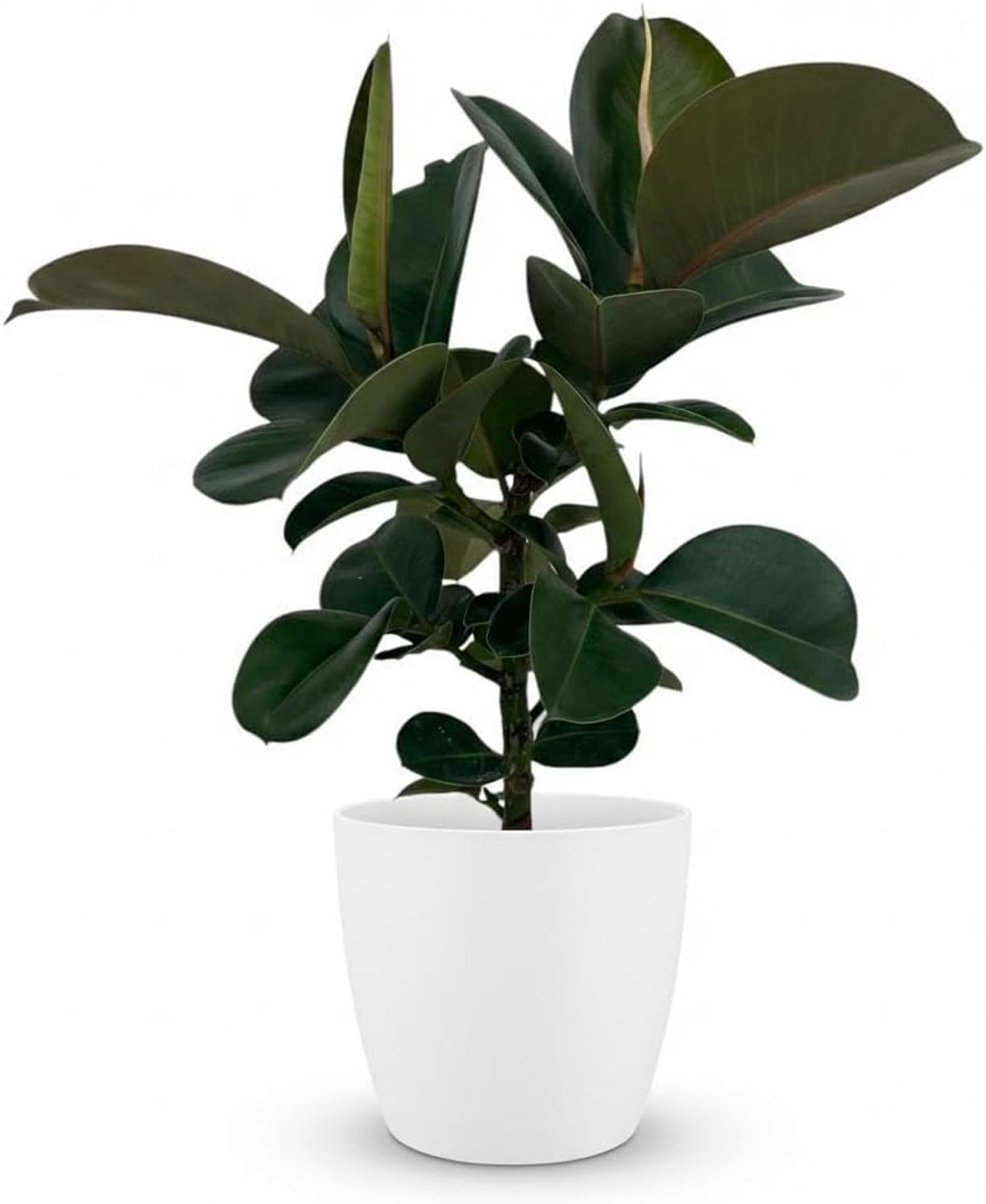 - Ficus Elastica Cloe - Groen - Weinig onderhoud - met Potter Wit - 55-65cm - Ø19cm - Kamerplant - Groenblijvend
