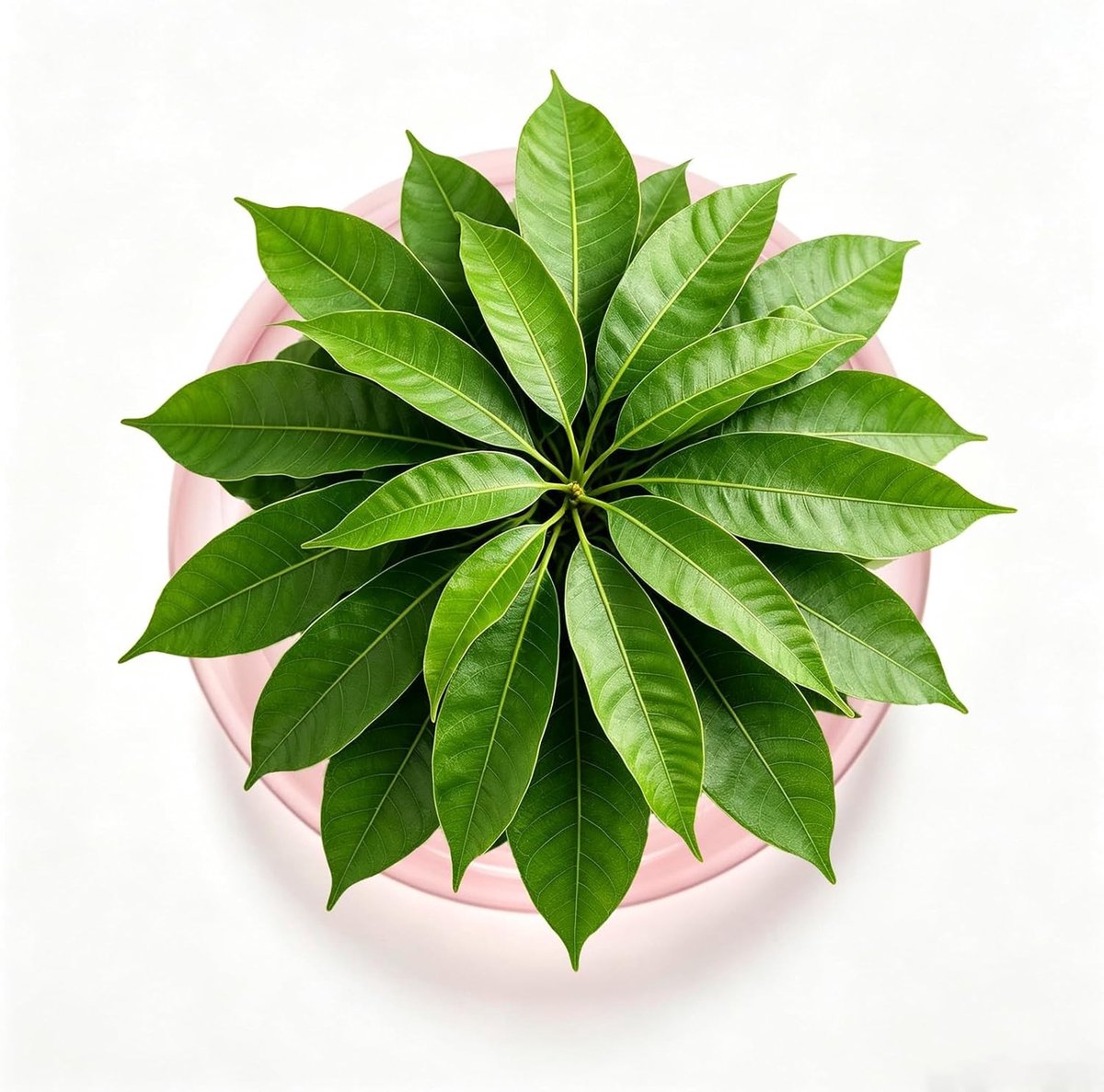 Avocado Zaad Startset met Glazen Vaas voor Bloemen, Ideaal voor Binnen en Buiten, Groeien van Avocado's en Kastanjes, Perfect voor Keuken en Tafeldecoratie