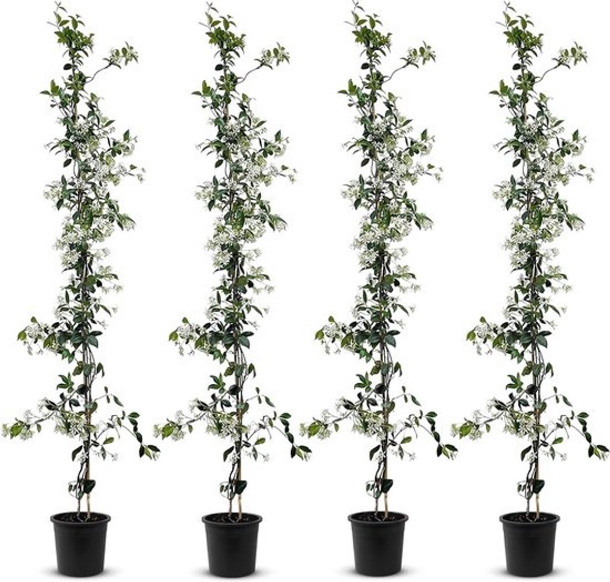 Sterjasmijn Planten - Klimplant Jasmijn - Tuin Decoratie - Geurige Witte Bloemen - 110 cm - Wit