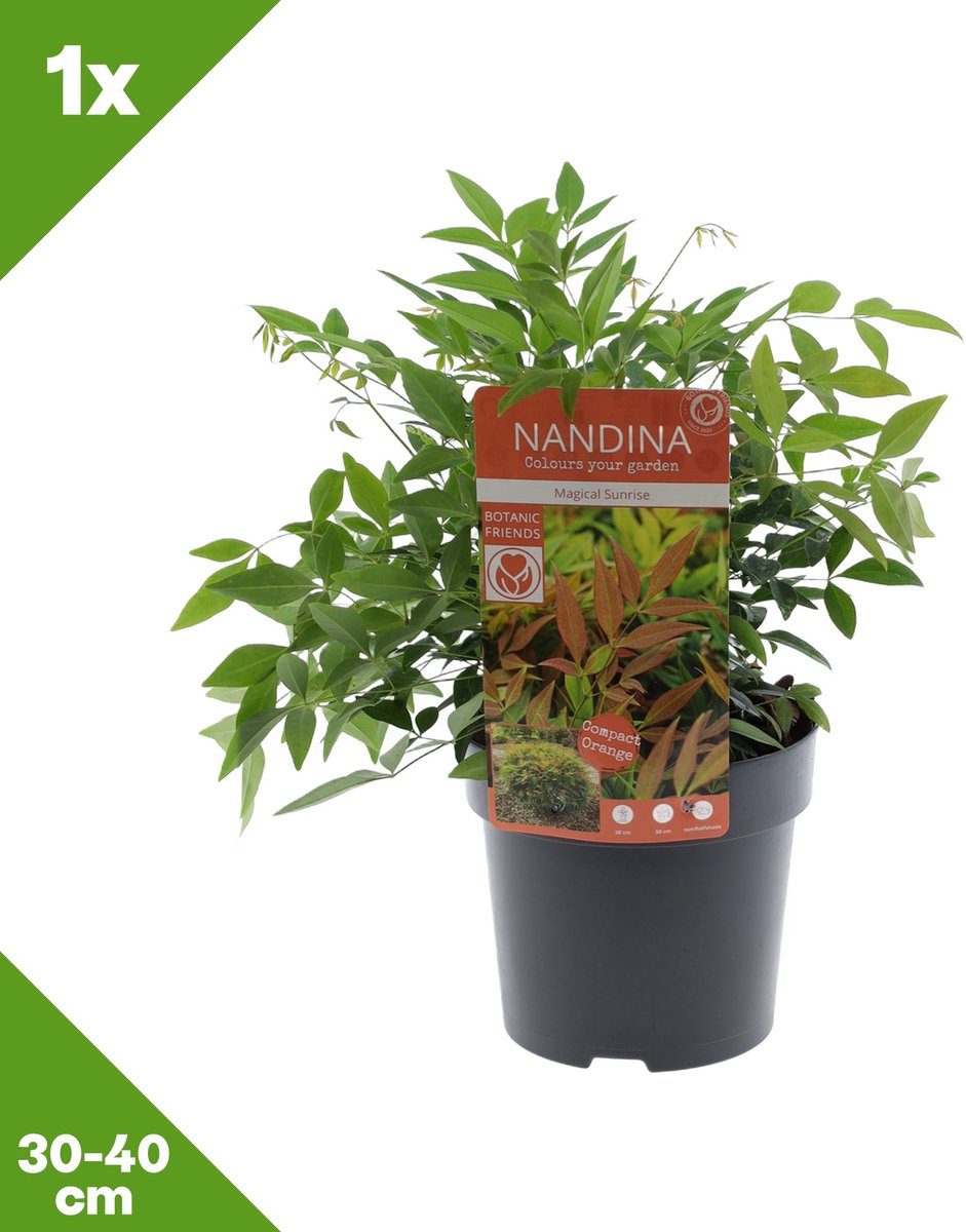 GARDENZO - Nandina domestica 'Magical Sunrise' (Hemelse bamboe) x 1, P15, 30-40 cm - Winterhard
